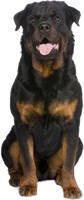 Rotweiler